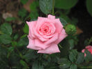 Cupcake ™ rose photo