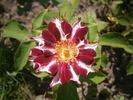 Havlíčkova národní rose photo