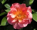 All the Rage rose photo