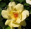 Carefree Sunshine rose photo