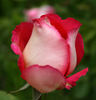 Trump Card ™ rose photo