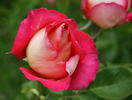 Trump Card ™ rose photo