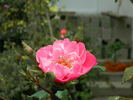 April Mooncrest rose photo