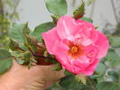 April Mooncrest rose photo