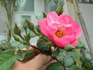 April Mooncrest rose photo