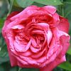 A Caen la Paix ® rose photo