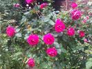 George Vancouver rose photo