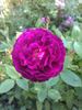 Black Boy rose photo