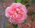 Allegra rose photo