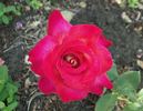 Luscious rose photo