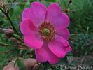 <i>Rosa</i> X <i>wintoniensis</i> Hillier rose photo