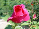 Greffe de Vie rose photo