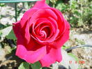 Greffe de Vie rose photo