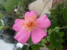 Simon Robinson rose photo