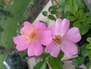 Simon Robinson rose photo
