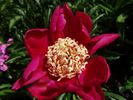 Ursyn Niemcewicz peony photo