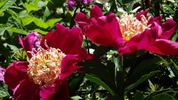 Ursyn Niemcewicz peony photo