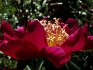 Ursyn Niemcewicz peony photo