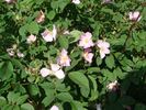 B4102 rose photo