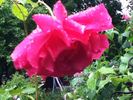 Captain Kidd rose photo