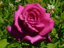 Greffe de Vie rose photo