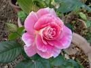 Change Of Heart ™ rose photo