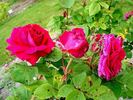 Désirée Fontaine rose photo