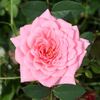 Cupcake ™ rose photo
