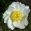 Bu-Te peony photo