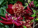 Charles Burgess peony photo