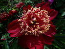 Charles Burgess peony photo