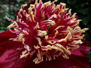 Charles Burgess peony photo