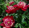 Charles Burgess peony photo