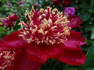 Charles Burgess peony photo