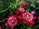Charles Burgess peony photo