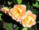 Honey Bunch ® rose photo