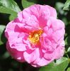 Cape Diamond™ rose photo