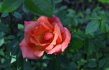 Beautiful Sunrise rose photo