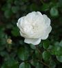 Snow Ballet ® rose photo