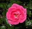 Morning Jewel rose photo