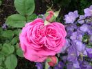 Madame Hersilie Ortgies - in commerce rose photo