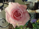 Dame Edith Helen, Cl. rose photo