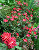 Orange Pin's rose photo