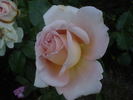Chloe Renaissance rose photo