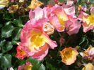 Lambert Wilson ® rose photo