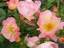 Lambert Wilson ® rose photo