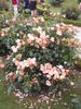 Lambert Wilson ® rose photo