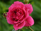 Play The Blues rose photo