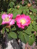 Alika rose photo