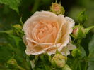 Apricot Rosene ™ rose photo
